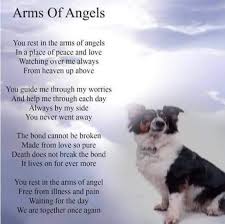 Rabbits Rabbits Hop And Rabbits Jump Victoria S Poems Facebook