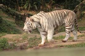 The são paulo zoo (portuguese: Sao Paulo Zoo And Zoo Safari Tickets Compare Prices 2021