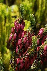 Image result for Erica whyteana