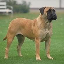 I place high emphasis on lovely. Puppyfind Bullmastiff Puppies For Sale