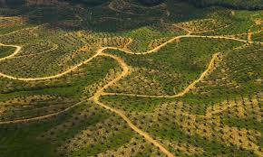 The forest economics unit of the forestry department peninsular malaysia disseminates forestry statistics through the following publications: Forest Habitat Habitats Wwf