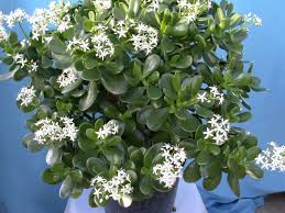 We did not find results for: Why Won T My Jade Plant Bloom Again