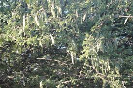 Image result for Acacia luederitzii