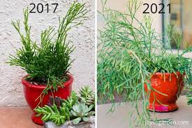 Jun 17, 2021 · plant roots don't do well sitting in wet soil, so drainage is key to healthy plants. Npvajx0m8ddtam