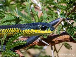 Boomslang From South Africa Photo Snake Unique Photography