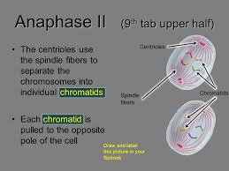 The diagram below shows the energy conversions of the krebs cycle, which is part of cellular respiration. Meiosis Notes Ppt Video Online Download