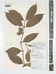 Image result for Tricalysia pallens
