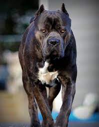 pin on most dangerous dogs in world