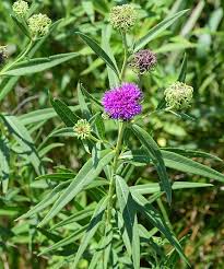 Image result for Vernonia prolixa
