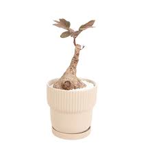 Image result for Phyllanthus beillei