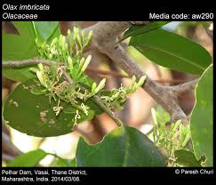 Image result for Olacaceae