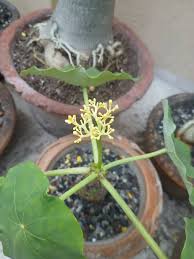 Image result for Pterodiscus aurantiacus