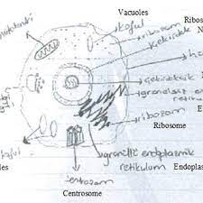 In 5 minutes.this video is specifically for beginners.continue f. An Example Of An Animal Cell Drawing 2 Download Scientific Diagram