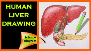 Maybe you would like to learn more about one of these? How To Draw The Human Liver The Human Liver Easy Draw Tutorial Science Diagram Biology Youtube