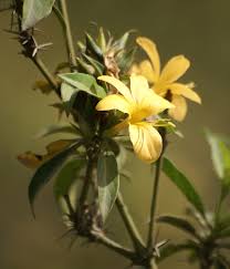 Image result for Barleria galpinii