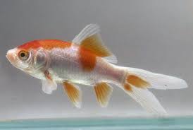 Pictures Of Goldfish Comet Goldfish Goldfish Care Comet