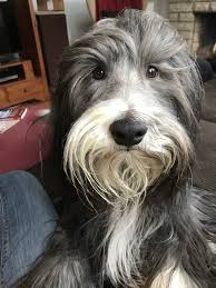That Face Beardedcollie Bookerblue Unusual Dog Breeds Bearded Collie Dog Life