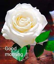 See more ideas about morning pictures, good morning images, beautiful morning pictures. Good Morning White Rose Flower Images