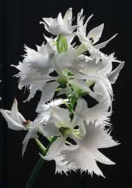 Image result for Habenaria schimperiana