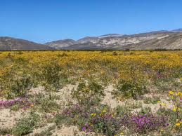 Flowers flourished beneath boulder crevices, bejeweled washes, and tinted entire canyon slopes. Anza Borrego 2019 Super Bloom Ucnrs