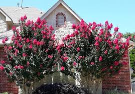 We did not find results for: One Of My Favorite Crape Myrtle Trees Simply Landscape Facebook