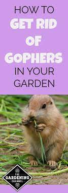 Learn more about each animal and signs of their. How To Rid Your Yard Of Those Pesky Gophers Gardening Channel
