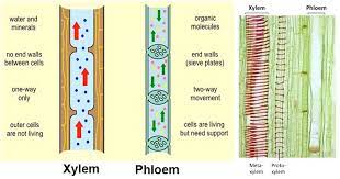 Xylem and phloem are the transportation system of a plant. Xylem Vs Phloem Definition 18 Major Differences Examples