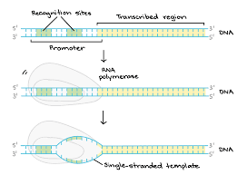 The Promoter Region Comes Before And Slightly Overlaps With The Transcribed Region Whose Transcription It Speci Dna Transcription Study Biology Transcription