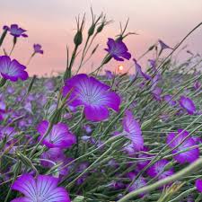 Image result for Agrostemma