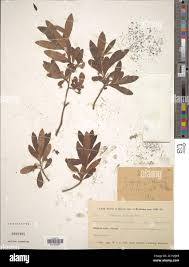Image result for Diospyros lycioides