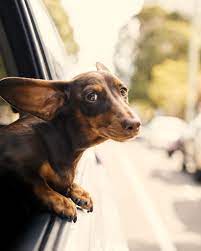 We at pets at peace feel all animals deserve respectful and humane treatment especially at the end of life. Uber Welcomes Canberra Pets On Board Canberra Weekly