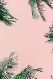 Tropical Green Palm Leaves On Pink Background Free Image By Rawpixel Com Awirwreckkwrar Palm Trees Wallpaper Palm Tree Background Tree Wallpaper Iphone
