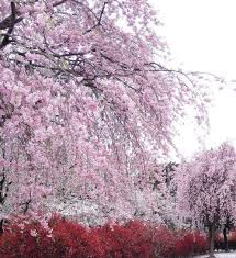 Beautiful pink japanese sakura tree wallpaper download to your. Pin Oleh Anggira Amusita Di Yang Saya Simpan Bunga Sakura Pemandangan Bunga