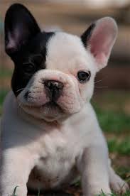 Black And White Frenchie Dog Black White Frenchie Puppy Friendly Dog Breeds Family Friendly Dogs Baby Dogs