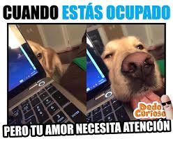 Cuando Estas Ocupado Y Tu Amor Necesita Atencion Animales Extraordinarios Animales Amor