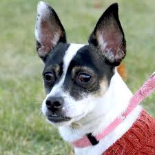 Black And Tan Shiba Inu Female Hi I M Selena I M An Adult Female Tricolor Tan Brown Black White Terrier Mix Boston Terrier Puppy Boston Terrier Terrier Mix