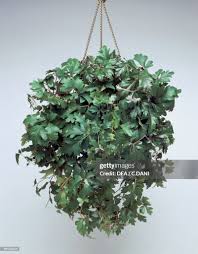 Image result for Rhoicissus