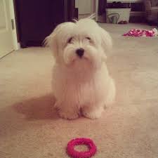 Find coton de tulear dogs and puppies from new york breeders. Coton De Tulear I Need A Haircut Mama Cotondetulear Coton De Tulear