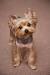 Female Traditional Yorkie Haircuts