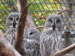 Zoo Karlsruhe Hrotsviths Jimdo Page Sova