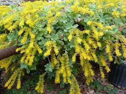 Pianta palustre a fiori gialli; Piante Succulente Una Cascata Di Sedum Piante Grasse Sedum Piante Succulente