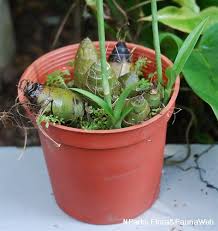 Image result for Eulophia arenicola