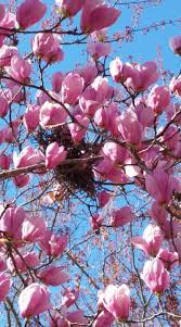 Image result for magnolia genia