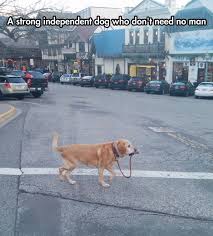 I Can Walk Myself Thank You Lustige Humor Bilder Susseste Haustiere Witzige Tiere