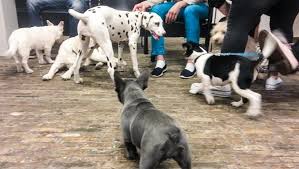 Welkom op een fanpagina van johan derksen. Puppyknuffelen Bij De Uva Vooral Voor De Honden Leuk Het Parool