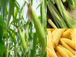 We did not find results for: Artikel Jagung Semi Jagung Putri Baby Corn