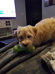 Just got this guy last weekend, he's 9 weeks old. At first the rescue  thought he was a cavapoo but now they think a maltipoo. What do you guys  think?