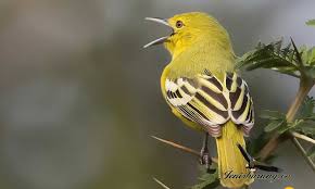 Burung cipoh kacat termasuk jenis burung berukuran kecil dengan panjang sekitar 12,5 sampai 13,5 cm dengan berat burung cipoh kacat jantan sekitar 13 sampai 17 g dan cipoh kacat betina sekitar 12 sampai 15 g. Burungcipoh Hashtag On Twitter