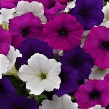 Easy Wave Great Lakes Mixture Spreading Petunia