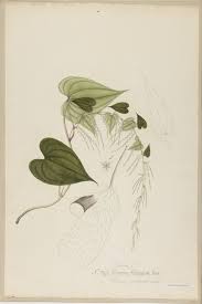 Image result for Dioscorea asteriscus